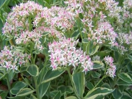 Rozchodník 'Frosty Morn' - Sedum 'Frosty Morn'