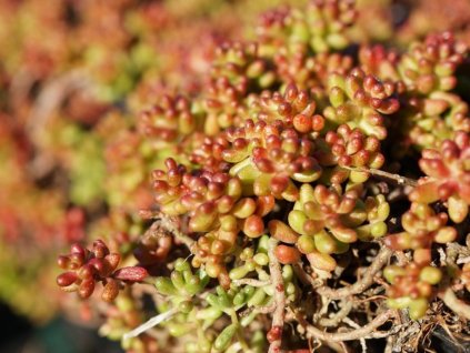 Rozchodník biely var. murale - Sedum album var. murale  Sedum album var. murale