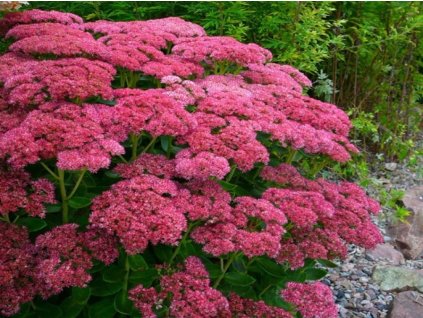 Rozchodník nádherný 'Carl' - Sedum spectabile 'Carl'