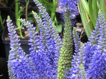 Veronika klasnatá 'Nana Blauteppich' - Veronica spicata 'Nana Blauteppich'
