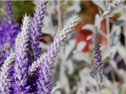 Veronika šedá 'Silberteppich' - Veronica incana 'Silberteppich'