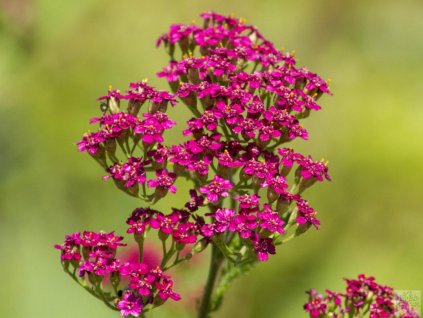 Rebríček obyčajný 'Cerise Queen' - Achillea millefolium 'Cerise Queen'