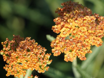Rebríček obyčajný 'Inca Gold' - Achillea millefolium 'Inca Gold'