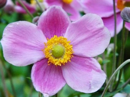 Sasanka plstnatá 'Robustissima' - Anemone tomentosa 'Robustisima'