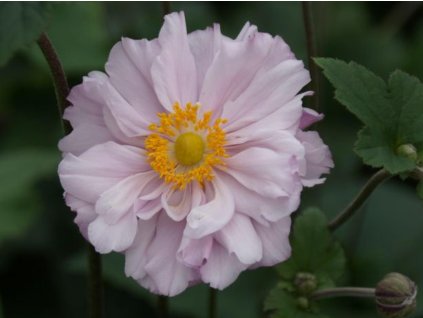 Veternica japonská 'Konigin Charlotte' - Anemone japonica 'Konigin Charlotte'