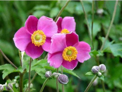 Veternica japonská 'Prinz Heinrich' - Anemone japonica 'Prinz Heinrich'