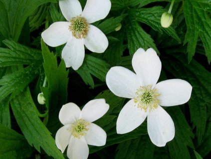 Sasanka kanadská - Anemone canadensis