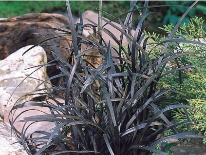 Bradník plochostvolý ´Niger´ - Ophiopogon planiscapus ´Niger´