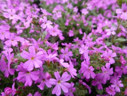 Silenka kaukazká 'Splendens' - Silene schafta 'Splendens'