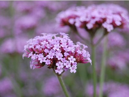 Železník argentínsky - Verbena bonariensis