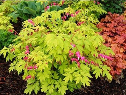 Srdcovka nádherná 'Gold Heart' - Dicentra spectabilis 'Gold Heart'