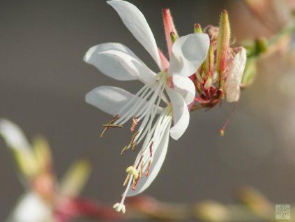 gaura