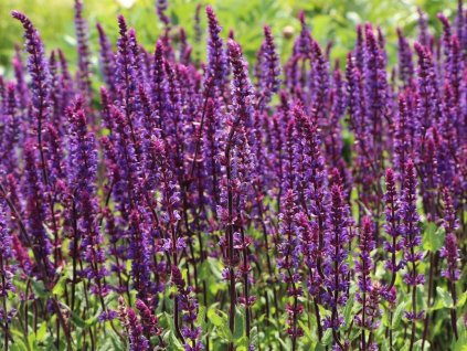 Šalvia hájna 'Caradonna' - Salvia nemorosa 'Caradonna'