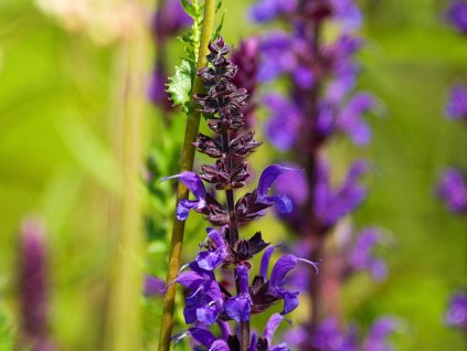 Šalvia hájna 'Mainacht' - Salvia nemorosa 'Mainacht'