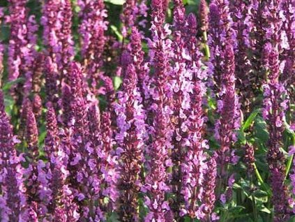 Šalvia hájna 'New Dimension Rose' - Salvia nemorosa 'New Dimension Rose'