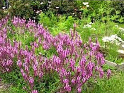Šalvia hájna 'Rosakönigin' - Salvia nemorosa 'Rosakönigin'