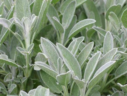 Šalvia lekárska - Salvia officinalis