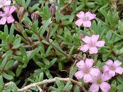 Gypsomilka plazivá 'Rosea' - Gypsophila repens 'Rosea'