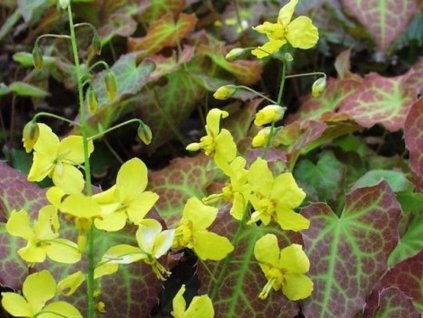 Krpčiarka 'Frohnleiten' - Epimedium perralchicum 'Frohnleiten'
