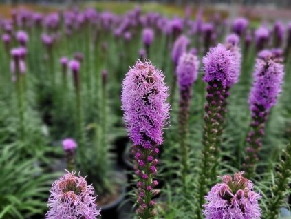 Liatra klasnatá 'Kobold' - Liatris spicata 'Kobold'