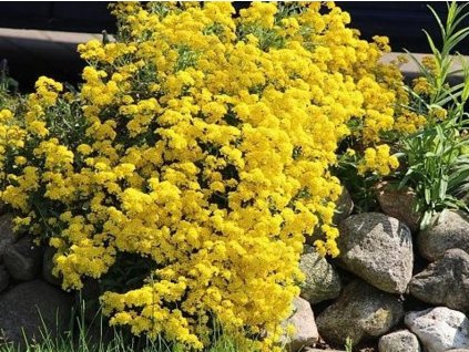 Tarička horská  'Berggold' - Alyssum (AURINIA) montanum 'Berggold'