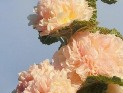 Ibiš ružový 'Chaters Double Apricot' - Alcea rosea plena 'Chaters Double Apricot'