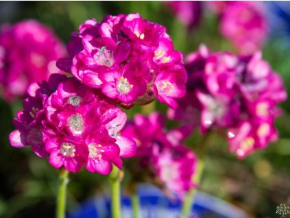 Trávnička prímorská 'Armada Deep Rose' - Armeria maritima 'Armada Deep Rose'