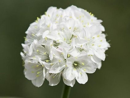 Trávnička prímorská 'Armada White' - Armeria maritima 'Armada White'