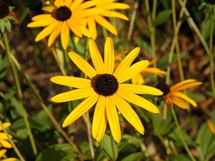 Echinacea (rudbekia) lesklá 'Goldsturm' - Rudbeckia ulgida var. sullivantii 'Goldsturm'
