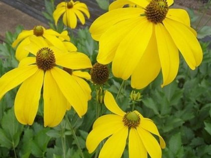 Echinacea  (rudbekia) lesklá 'Herbstsonne' - Rudbeckia nitida 'Herbstsonne'