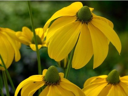 Echinacea  (rudbekia) lesklá 'Herbstsonne' - Rudbeckia nitida 'Herbstsonne'  Rudbeckia nitida 'Herbstsonne'