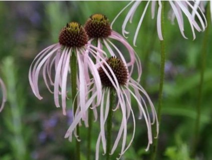 Echinacea bledá 'Hula Dancer' - Echinacea pallida 'Hula Dancer'