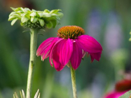 Echinacea purpurová 'PowWow Wild Berry'- Echinacea purpurea 'PowWow Wild Berry'