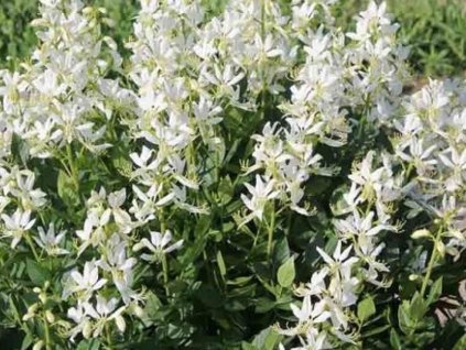 Jasenec biely  'Albiflorus' - Dictamnus albus var. albiflorus