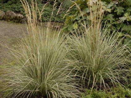 Smlz ostrokvetý  'Overdam' - Calamagrostis acutiflora 'Overdam'