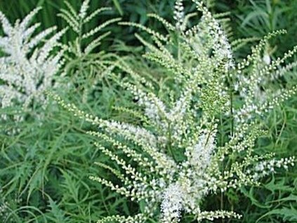 Udatník lesný 'Kneiffii' - Aruncus dioicus 'Kneiffii'
