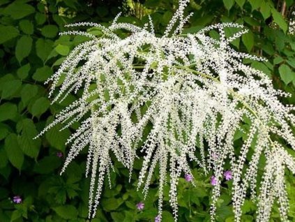 Udatna sinensis 'Zweiweltenkind' - Aruncus sinensis 'Zweiweltenkind'