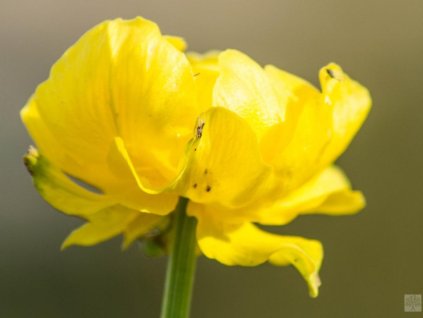Úpolín európsky - Trollius europaeus