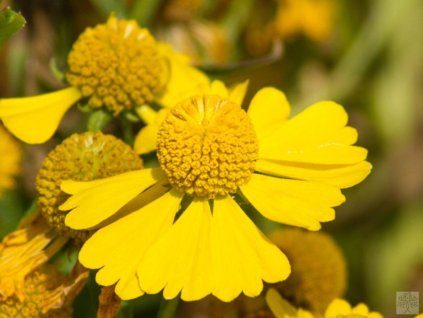 Helénium jesenné 'Helena Gold' - Helenium autumnale 'Helena Gold'