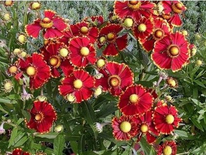 Helénium jesenné 'Helena Red' - Helenium autumnale 'Helena Red'
