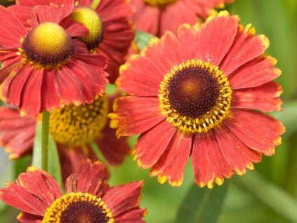 Helénium jesenné 'Helena Red' - Helenium autumnale 'Helena Red'