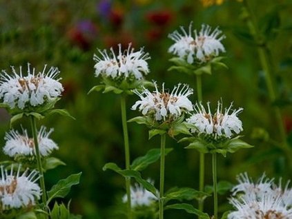 Monarda x hybrida 'Schneewittchen' - Monarda x hybrida 'Schneewittchen'