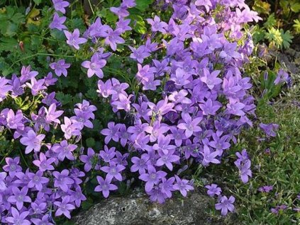 Zvonček skalničkový 'Birch Hybrid' - Campanula portenschlagiana 'Birch hybrid'