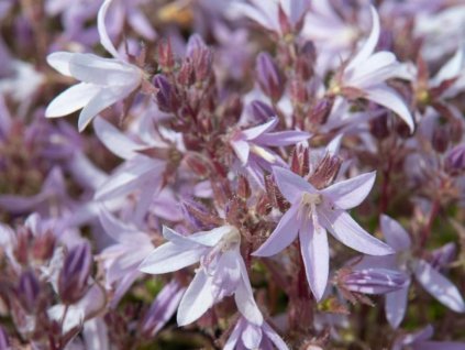 Zvonček Poscharskov 'Lisduggan Variety' - Campanula poscharskyana 'Lisduggan Variety'