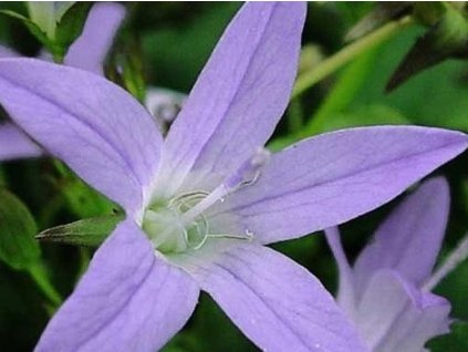 Zvonček Poscharskov 'Werner Arends' - Campanula poscharskyana 'Werner Arends'