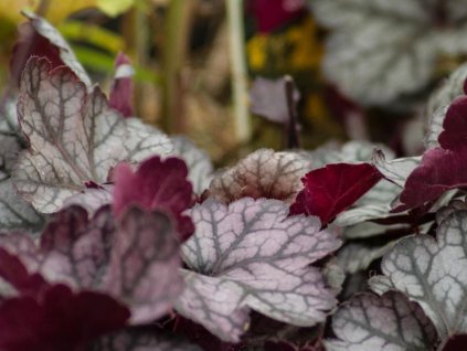 Heuchera 'Glitter' - Heuchera 'Glitter'