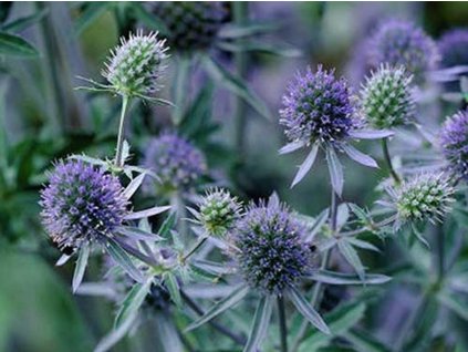 Kotúč modrastý 'Blaukappe' - Eryngium planum 'Blaukappe'