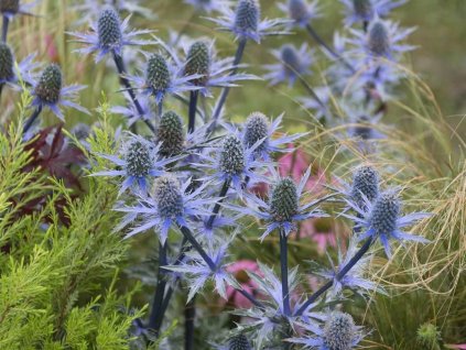 Kotúč modrastý 'Blaukappe' - Eryngium planum 'Blaukappe'