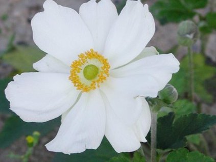 Veternica japonská 'Honorine Jobert' - Anemone japonica 'Honorine Jobert'