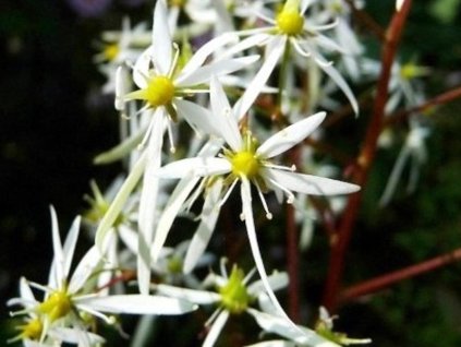 Lomikameň cortusifolia 'Rubrifolia' - Saxifraga cortusifolia 'Rubrifolia'